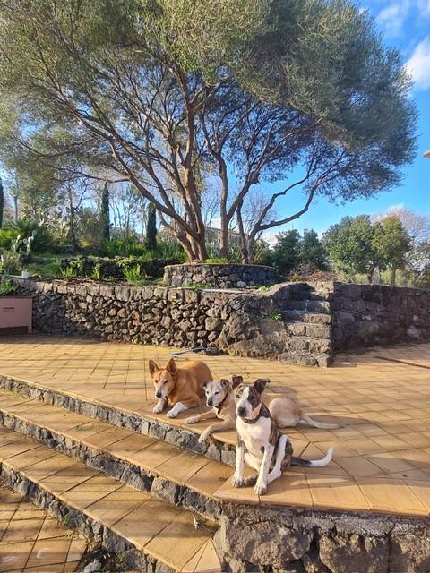 Dogs resting under an olive tree at MINOA