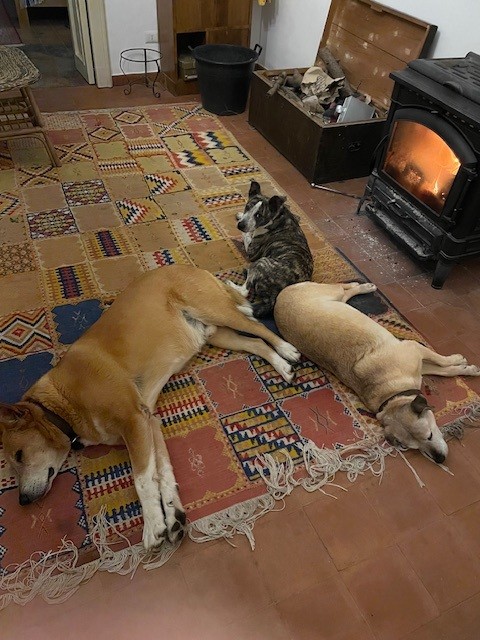 Dogs resting beside the wood-burning stove at MINOA