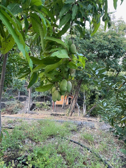 Henhouse among the vegetation at MINOA