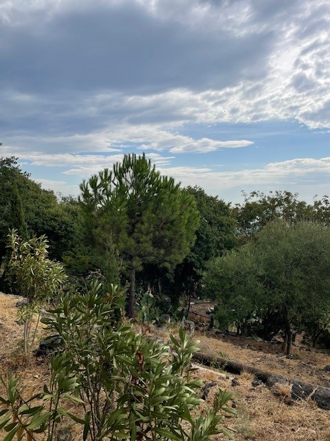 MINOA pool seen within the surrounding vegetation