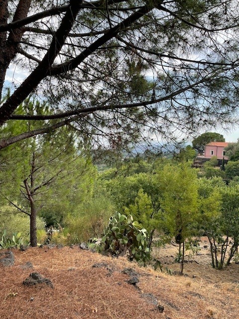 MINOA among Mediterranean vegetation